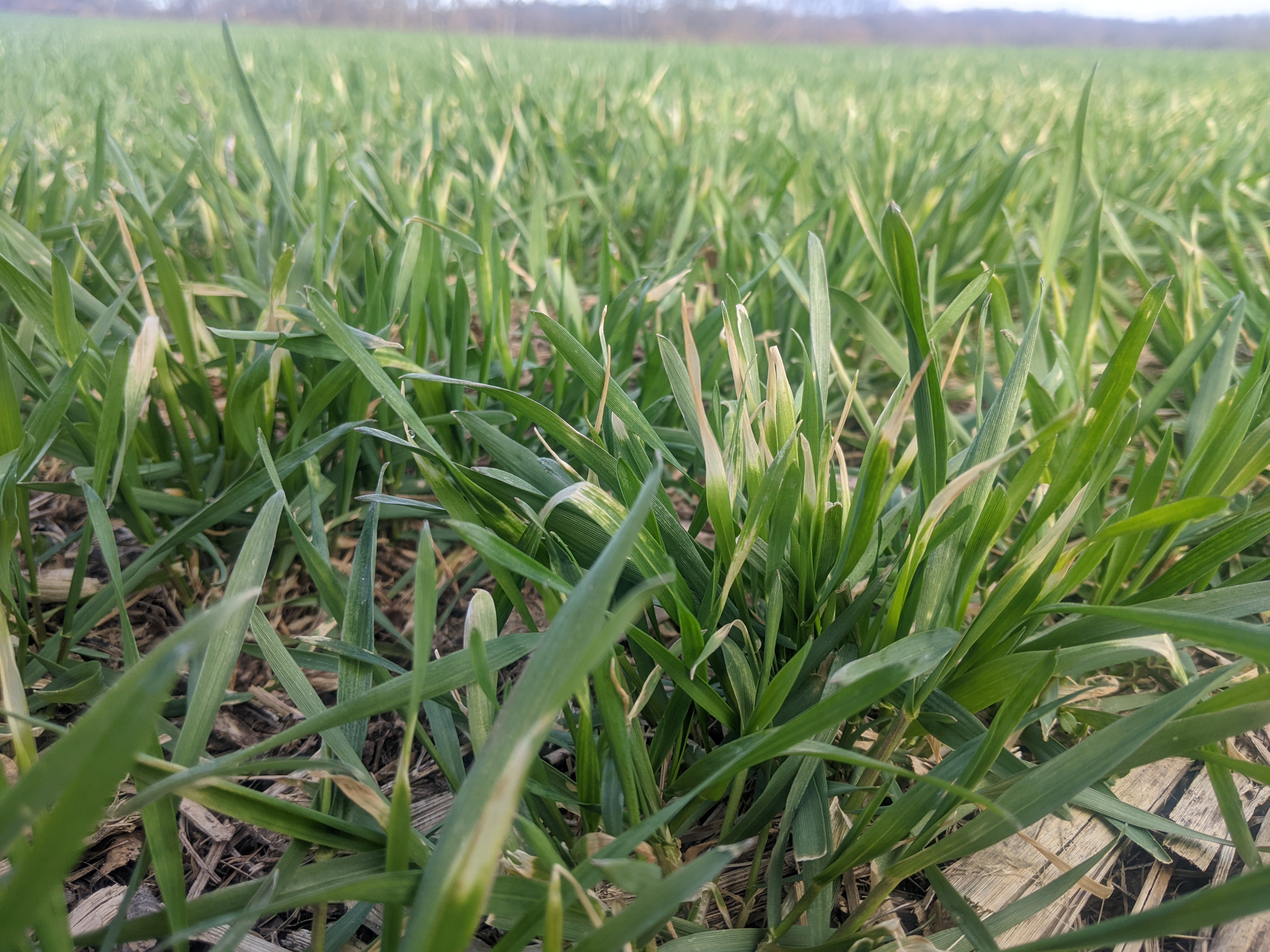 A closeup of wheat greening up and emerging from the ground.